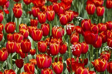 Blooming red Tulips (Tulipa), Germany, Europe