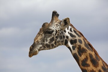 Giraffe (Giraffa camelopardalis), portrait, Tarangire National Park, Tanzania, Africa