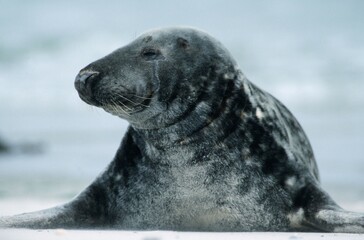 Grey Seal, Helgoland, Schleswig-Holstein, Germany (Halichoerus grypus)