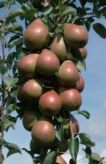 Pears on tree, Lower Saxony, Germany (Pyrus x domestica)