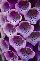 Flowering Common foxglove (Digitalis purpurea), close up, Bavaria, Germany, Europe © Helmut Meyer zur Capellen/imageBROKER