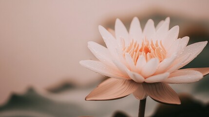 Soft, pink lotus flower blooming with dew drops.