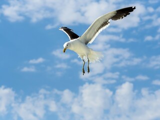 Obraz premium Kelp Gull (Larus dominicanus) in flight, Walvis Bay, Erongo Region, Namibia, Africa