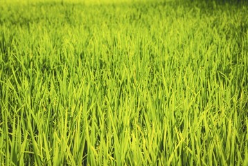 Green rice field, full size