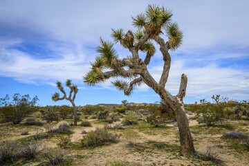 Joshua Tree (Yucca brevifolia), Desert Landscape, Arch Rock Nature Trail, White Tank Campground,...