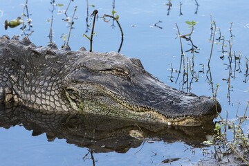 American alligator (Alligator mississippiensis), Anhinga Trail, Everglades National Park, Florida,...