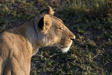 Lioness (Panthera leo), Maasai Mara, Kenya, Africa