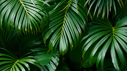 Monstera and palm leaves jungle texture