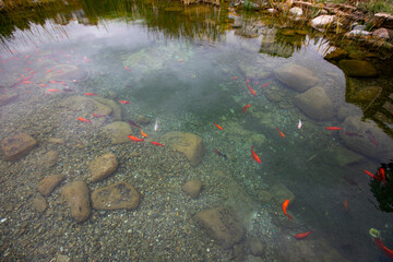 Colorful fish in a large ornamental pond