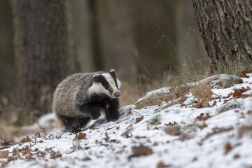 European badger (Meles meles) runs in snow, captive, Pilsen, Czech Republic, Europe © Marcus Siebert/imageBROKER