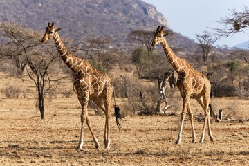 Reticulated giraffes or Somali giraffes (Giraffa reticulata camelopardalis) running, Samburu National Reserve, Kenya, Africa