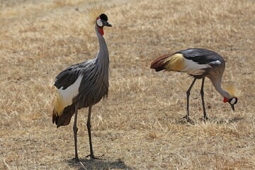 Grey-necked crowned cranes (Balearica regulorum) in dry grassland, Ngorongoro crater, Serengeti UNESCO World Heritage Site, Tanzania, Africa