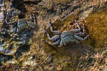 Sally-light-foot crab (Grapsus albolineatus), Wakatobi Dive Resort, Sulawesi, Indonesia, Asia