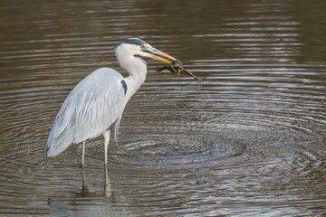 Grey Heron (Ardea cinerea) with Common Toad prey (Bufo bufo), Hesse, Germany, Europe