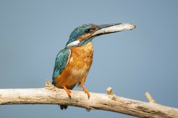 Common kingfisher (Alcedo atthis) with fish, Spree near Cottbus, State of Brandenburg, Germany, Europe