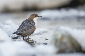 White-throated Dipper (Cinclus cinclus) on stone in the mountain stream, winter, Stubai Valley, Tyrol, Austria, Europe