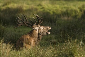 Red Deer (Cervus elaphus), deer rut, enclosure
