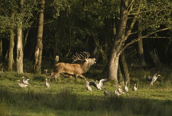 Rutting Red Deer (Cervus elaphus) and Greylag Geese (Anser anser), in captivity