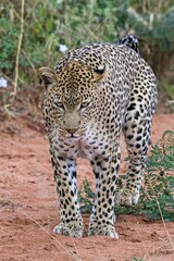 Leopard (Panthera pardus) marks territory, Tsavo West National Park, Kenya, Africa