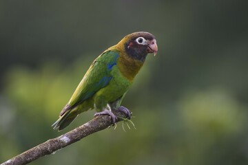 Brown-hooded Parrot (Pyrilia haematotis) perched on a tree branch, male, Heredia Province, Costa Rica, Central America