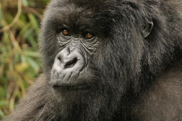 Mountain Gorilla (Gorilla beringei beringei) from the Hirwa group at the foot of the Gahinga Volcano, Parc National des Volcans, Volcanoes National Park, Rwanda, Africa