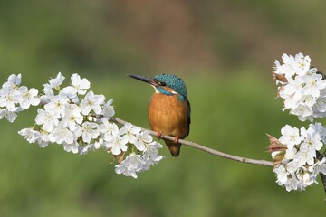 Kingfisher (Alcedo atthis), male sitting on a flowering branch, wild cherry (Prunus avium), Hesse, Germany, Europe