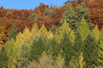 Fototapeta premium European larches (Larix decidua) and beech (Fagus sp.) trees, autumnal colours, Upper Franconia, Bavaria, Germany, Europe