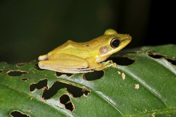 White-lipped frog (Rana chalconota), true frog in the tropical rainforest, by night, Kubah National Park, Sarawak, Borneo, Malaysia, Asia