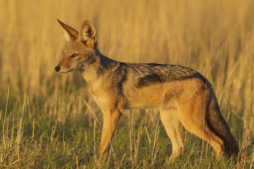 Black-backed Jackal (Canis mesomelas), walking in grassland, Kalahari Desert, Kgalagadi Transfrontier Park, South Africa, Africa