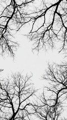 Obraz premium Bare Branches Against a Pale Sky