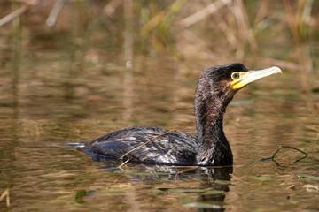 Cormorant (Phalacrocorax carbo), young bird, swimming, pond, Allgaeu, Germany, Europe