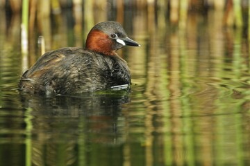 Little Grebe (Tachybaptus ruficollis), Tyrol, Austria, Europe