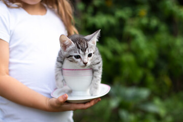 Close-up of little gray kitten in a bowl in child hands outdoors