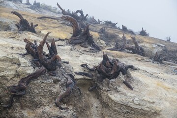 Charred roots on Ijen volcano ridge, Ijen crater, Banyuwangi, Jawa Timur, Indonesia, Asia