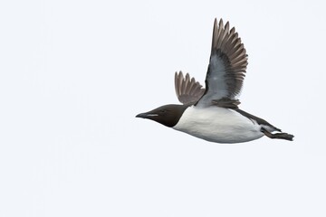 Thick-billed murre (Uria lomvia), in flight, Spitsbergen, Norway, Europe
