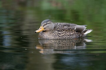 Mallard (Anas platyrhinchos), Emsland, Lower Saxony, Germany, Europe