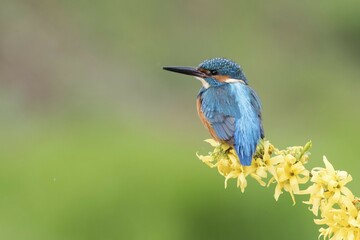 Kingfisher (Alcedo atthis) on forsythia branch, Hesse, Germany, Europe
