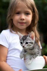 close-up little gray kitten in a bowl on blurred background of smiling child girl