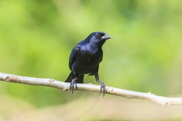 Fototapeta premium Purplish Jay (Cyanocorax cyanomelas), Pantanal, Mato Grosso, Brazil, South America