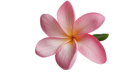 Naklejka premium Beautiful pink plumeria flower with soft yellow center showcases delicate petals in a serene setting