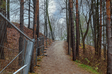 
A forested landscape with a road leading through the trees and metal barriers visible on the sides of the road.