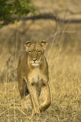 Lion (Panthera leo), roaming female, Kafue National Park, Zambia, Africa