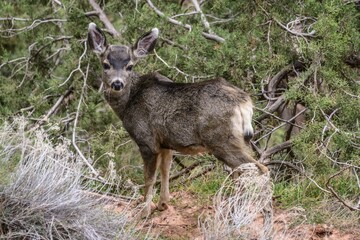 Mule deer (Odocoileus hemionus) in the undergrowth, camera view, Bright Angel Trail, South Rim, Grand Canyon National Park, Arizona, USA, North America