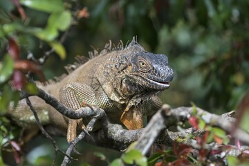 Green Iguana (Iguana iguana) on tree, Costa Rica, Central America