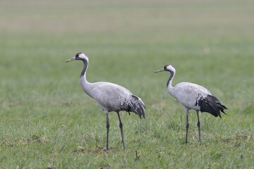 Common Cranes (Grus grus), Brandenburg, Germany, Europe
