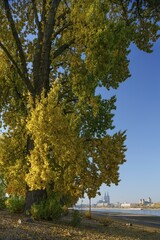 Rhine bank in Pheinpark, view across the River Rhine to Cologne Cathedral and St. Kunibert, UNESCO World Heritage site, Cologne, North Rhine-Westphalia, Germany, Europe