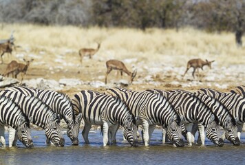 Burchell's zebras (Equus quagga burchellii) drinking at waterhole, grazing Black-faced Impalas (Aepyceros melampus petersi) behind, Etosha National Park, Namibia, Africa