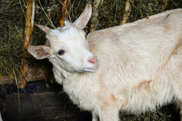 Goat in a village barn close-up, looking to the side