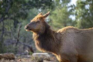 American elk (Cervus canadensis), South Rim, Grand Canyon National Park, Arizona, USA, North America