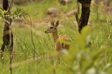 Duiker (Sylvicapra grimmia), Bouba-Ndjida National Park, Cameroon, Central Africa, Africa